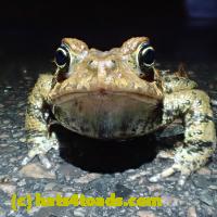 /home//u458753944/public_html/sourcegallery//Roxborough Toad Detour/2013-2019/2018/2018-04-28/P4280002.JPG